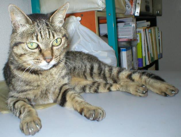 �˂������̕���