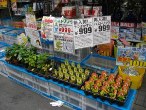 �n�G�g���\�E