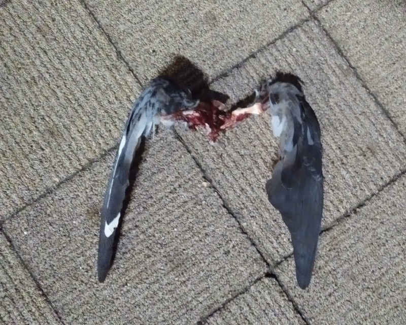 �N���E�����N�b�N���r��