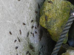 �t�i���V�R�c