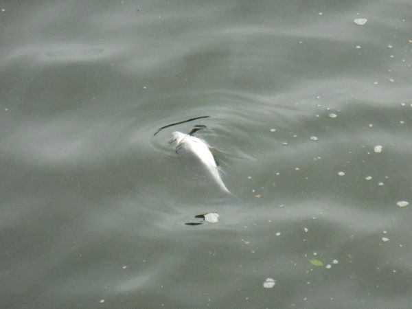 �n�[�o�[�����h�̃T�J�i