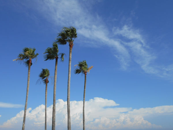 �f���鞽�q