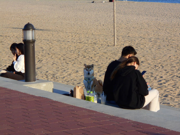 �{���C��2020�H