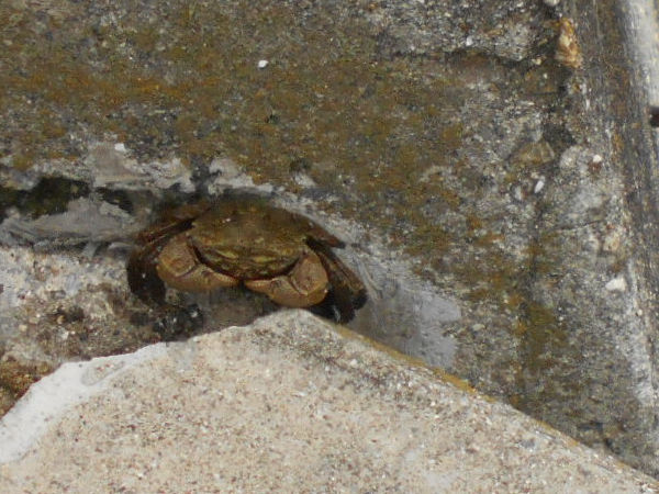 ���ɉ^�͂̃J�j