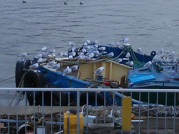 ��l�̃J����