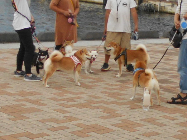 �Ă̎Č��Ղ�