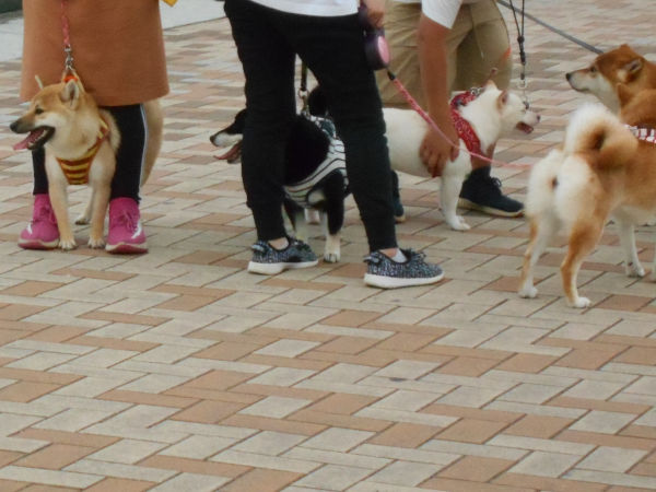 �Ă̎Č��Ղ�