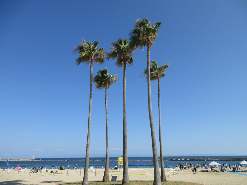 �Ă͂���ς�{���C�� 2024