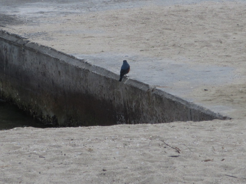 �����Ă��{���r�[�` 2025