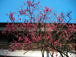 ���c�_��(2013.02.28)