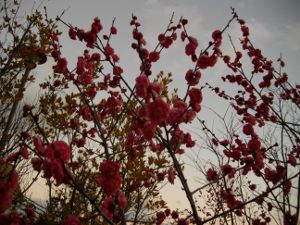 ���{�~�ь���(2013.02.20)