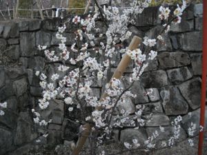 ���{�~�ь���(2013.02.20)