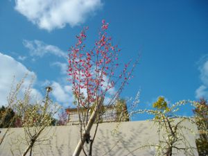 ���{�~�ь���(2013.03.03)