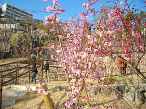 ���{�~�ь���(2013.03.03)