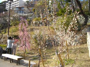 ���{�~�ь���(2013.03.03)