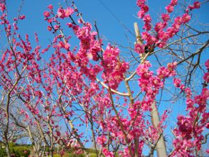 �{���R��V��(2013.03.11)