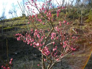 �ۋv�ǔ~��(2013.03.3)