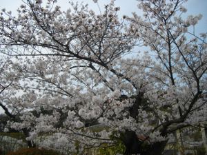 �Ȋw������