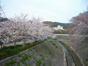 �V���J��