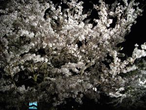 ���q������