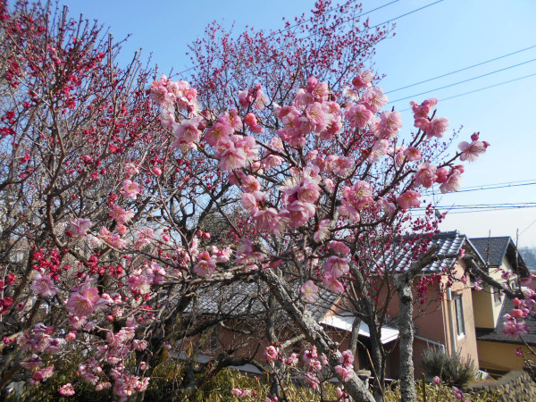 ���{�~�ь���