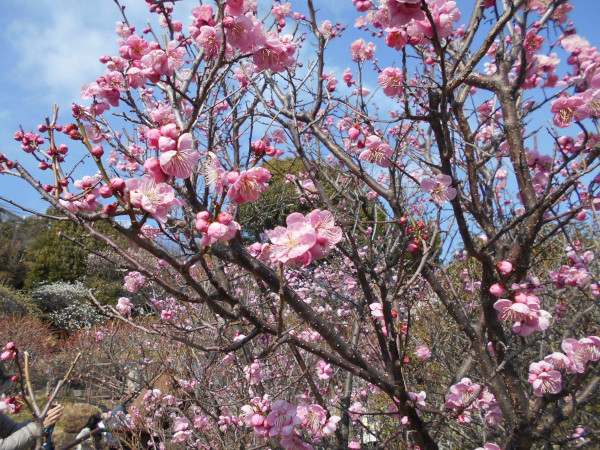 ���{�~�ь���