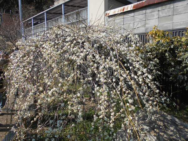 ���{�~�ь���