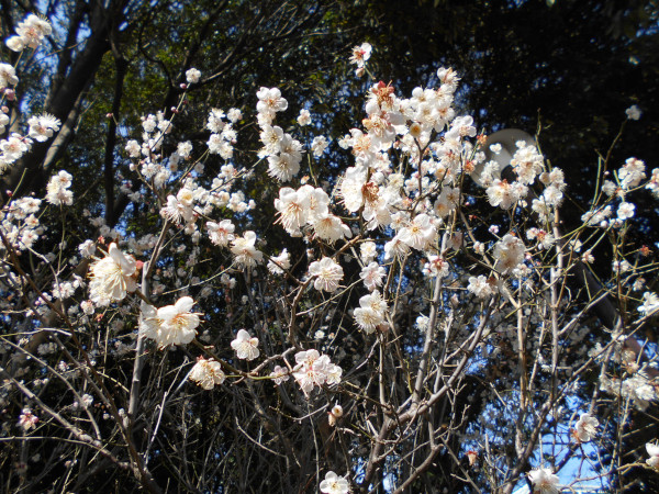 ���{�~�ь���