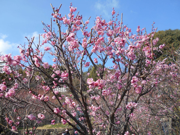 ���{�~�ь���