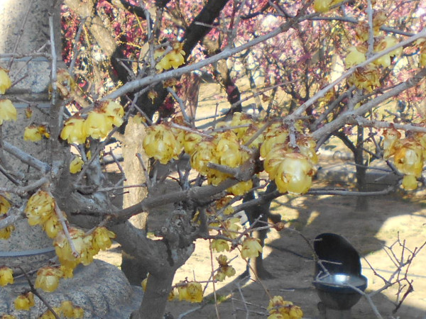 �j�~�V���{�̘X�~