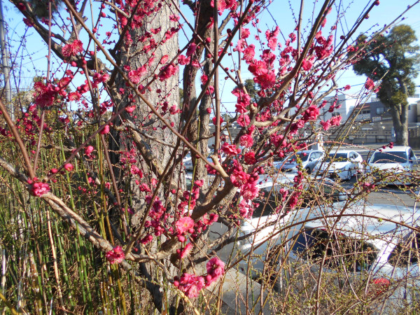 �j�~�V���{�̔~