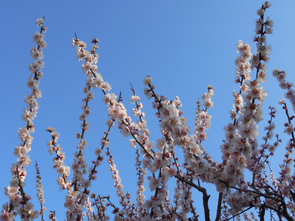 �j�~�V���{�̔~