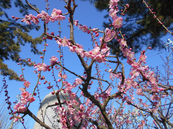 �j�~�V���{�̔~