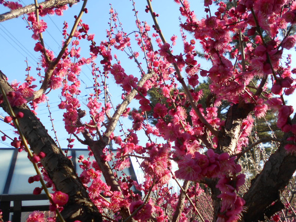 �j�~�V���{�̔~