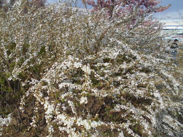 ���L���i�M