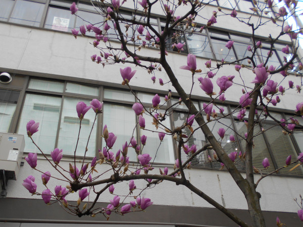 ���N����