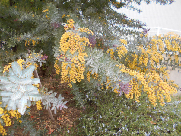 �M�����E�A�J�V�A