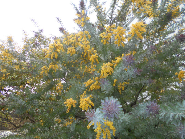 �M�����E�A�J�V�A