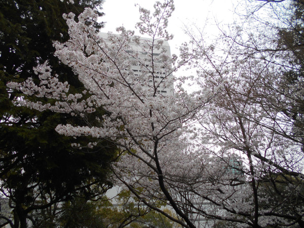 �k���V�H�̍�