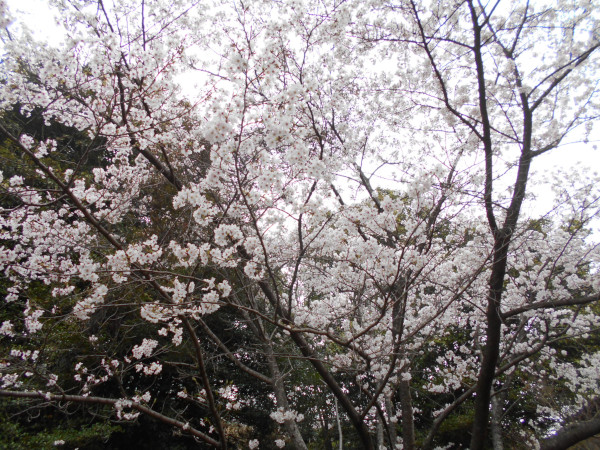 �k���V�H�̍�