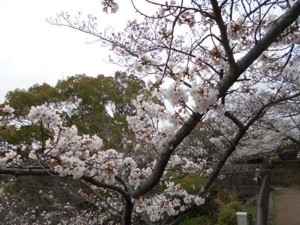 �k���V�H�̍�