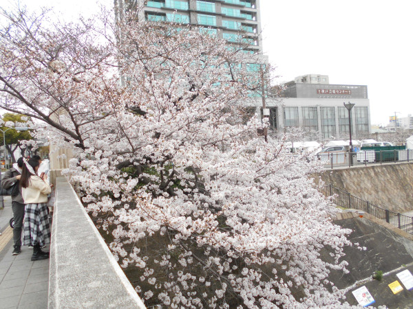 ���c��̍�