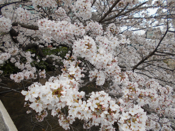 ���c��̍�