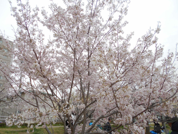 ���c��̍�