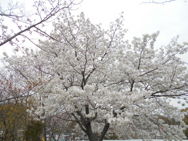 �V���J��̍�