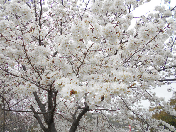 �V���J��̍�