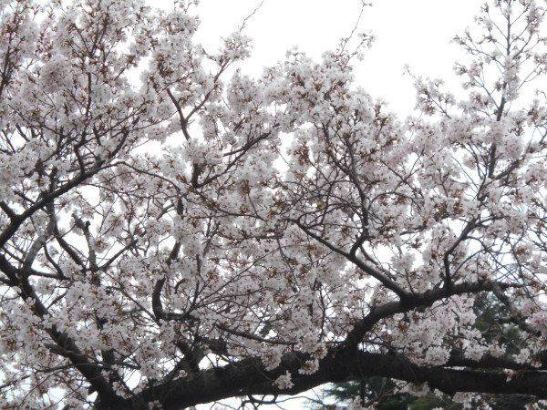 �V���J��̍�