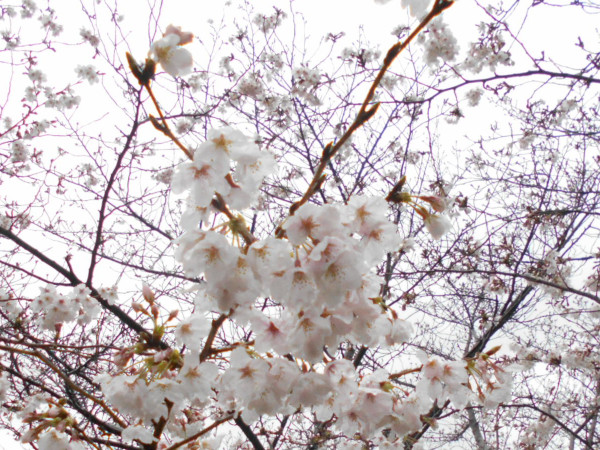 ������͌������̍�