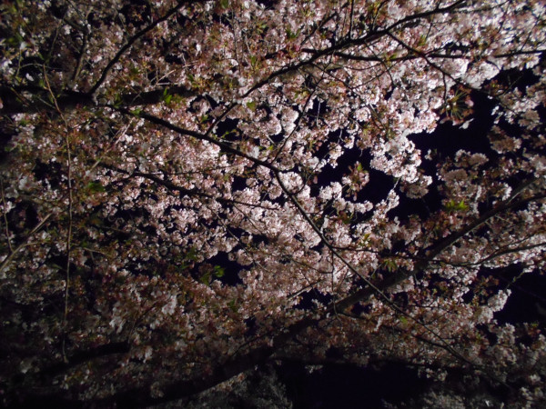 ���q�������̖��