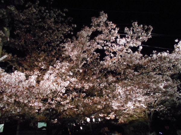 ���q�������̖��